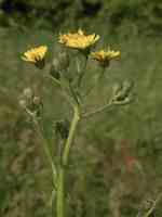 Kvastlik blomställning, blomkorgar 1-1,5 cm breda med gyllengula blommor, märken gula.